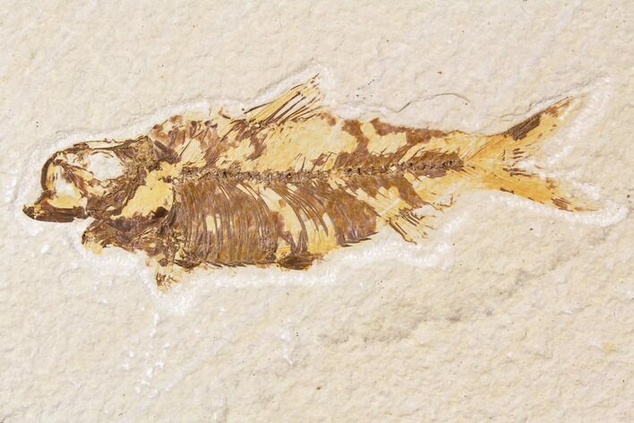 Bargain, Fossil Fish (Knightia) - Wyoming #89157
